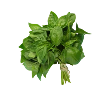 Basil