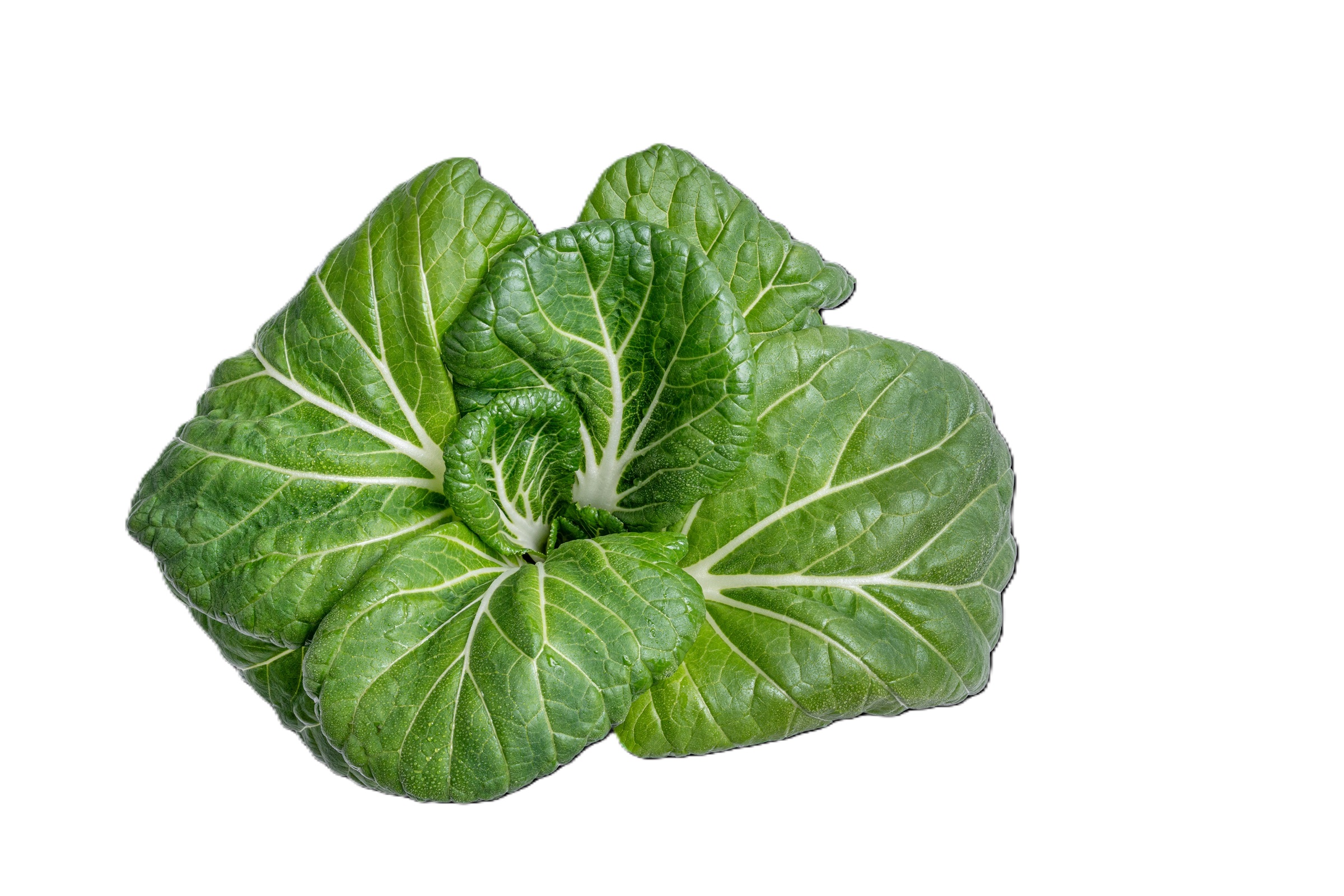 Organic Bok Choy