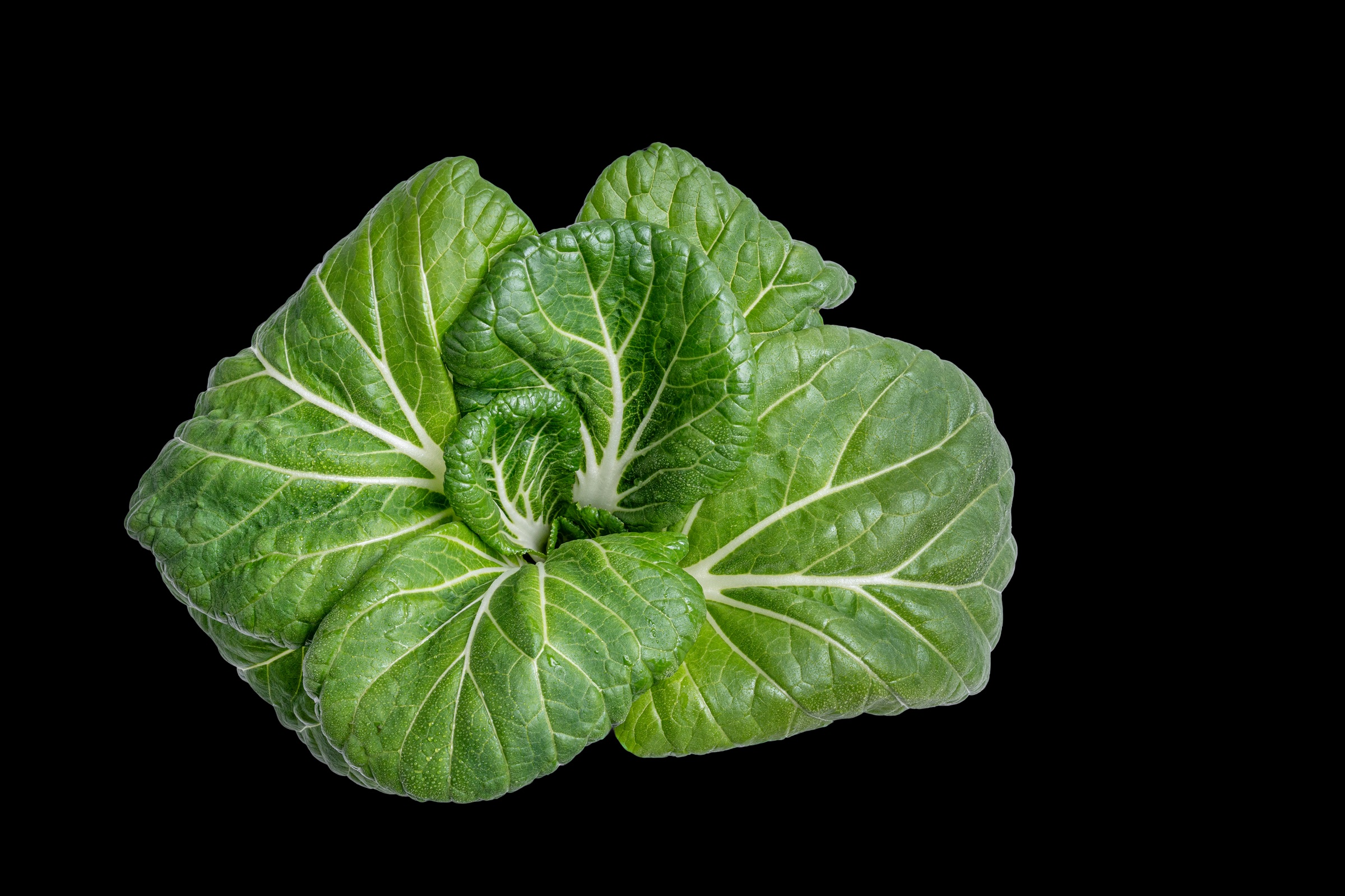 Organic Bok Choy