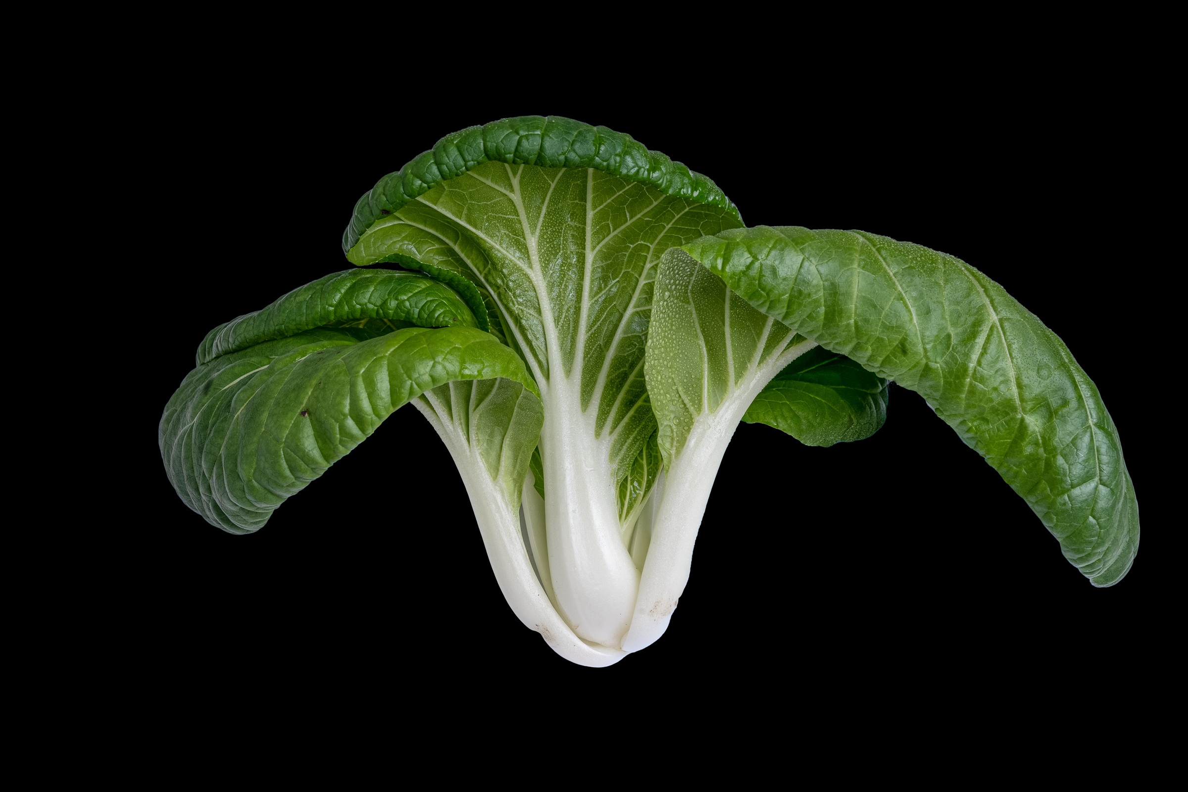 Organic Bok Choy photo 2
