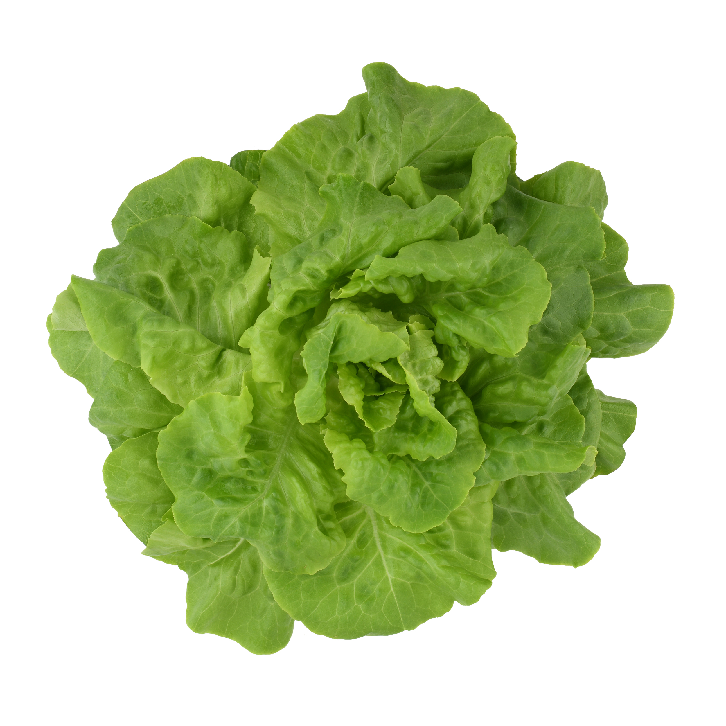 Organic Butterhead Lettuce