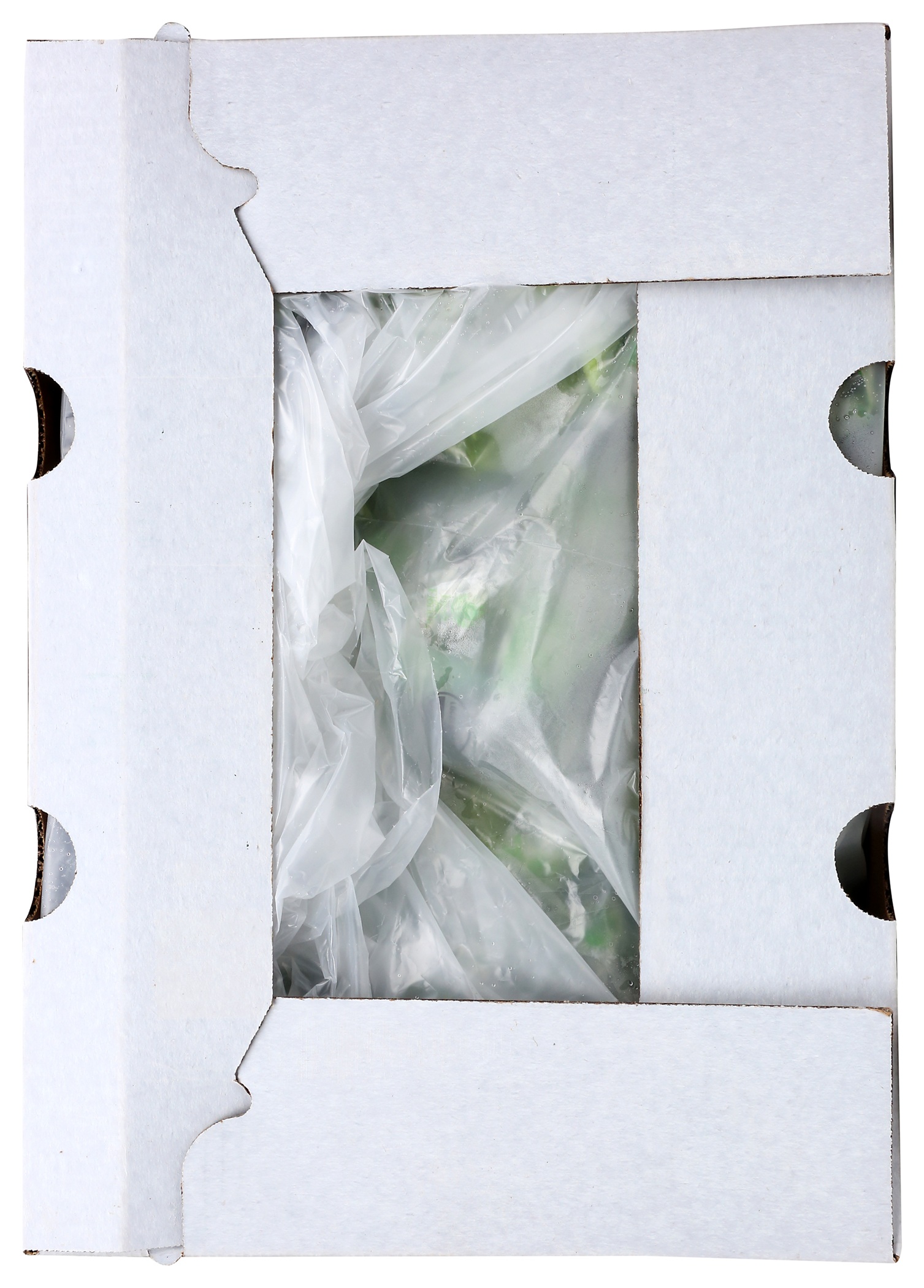 Organic Butterhead Lettuce photo 3