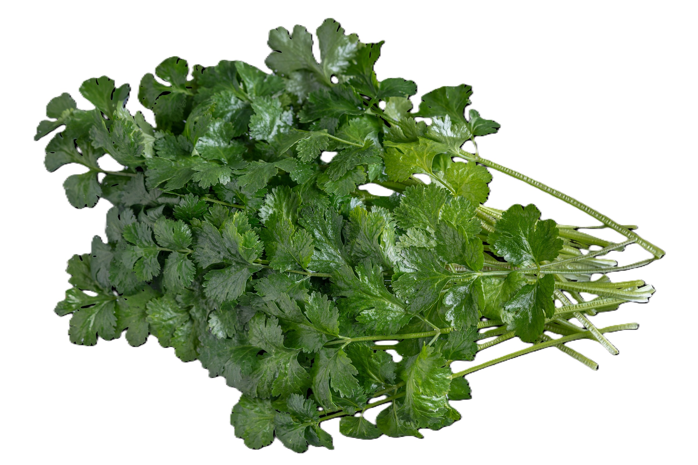 Organic Cilantro, 1 lb loose