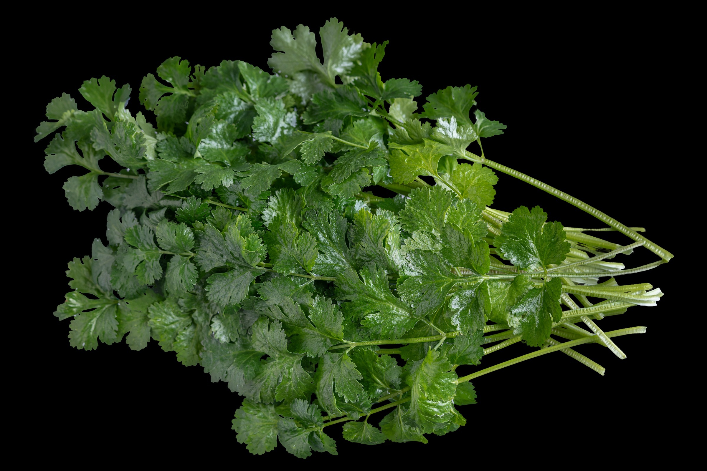Organic Cilantro, 1 lb loose