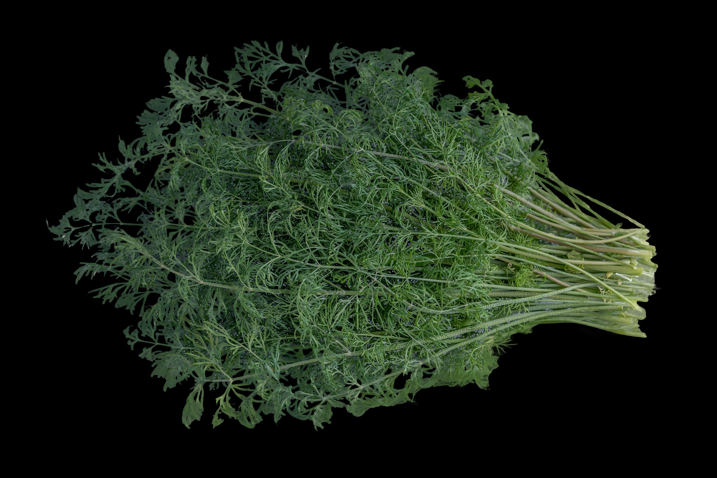 Organic Dill, 1 lb