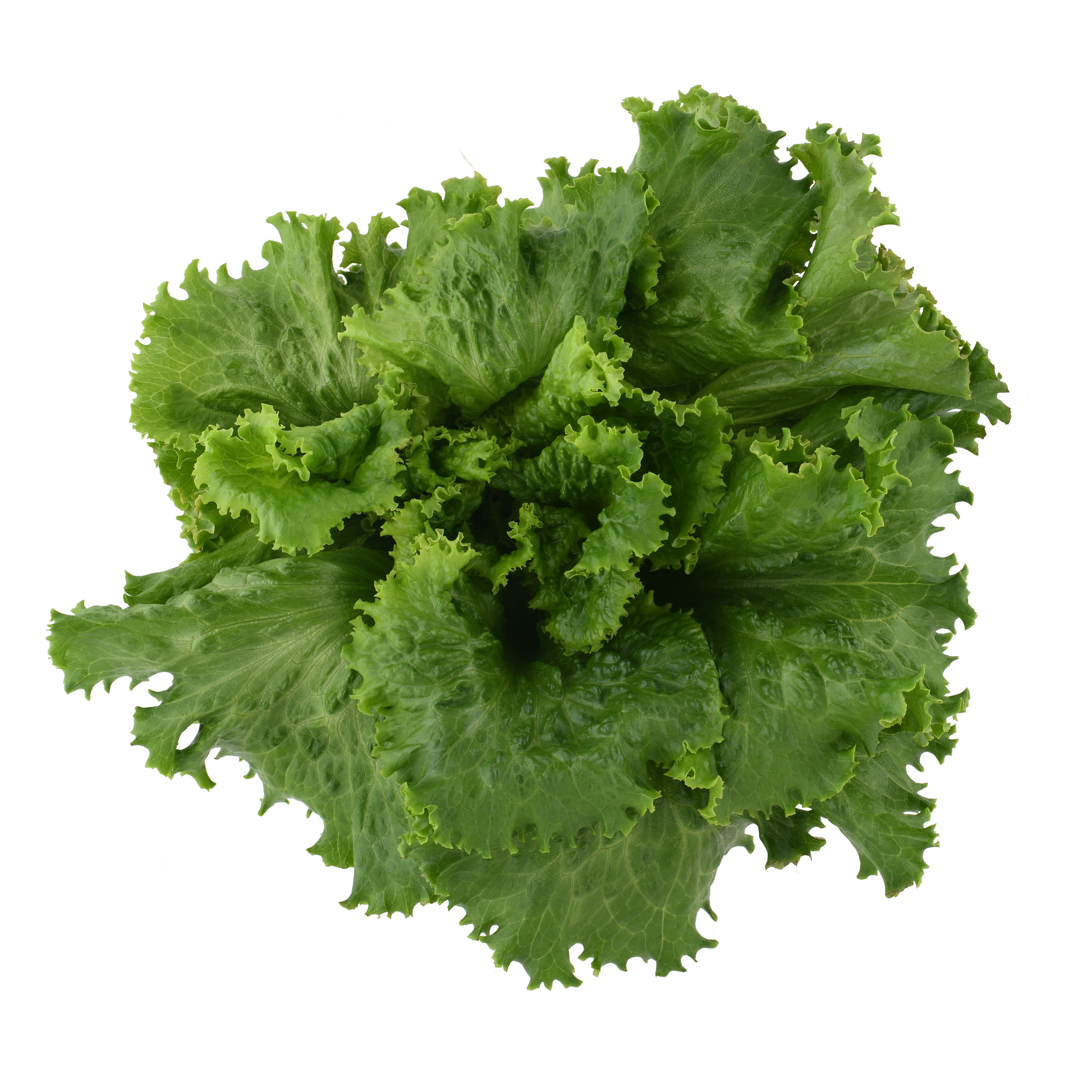 Organic Green Leaf Lettuce