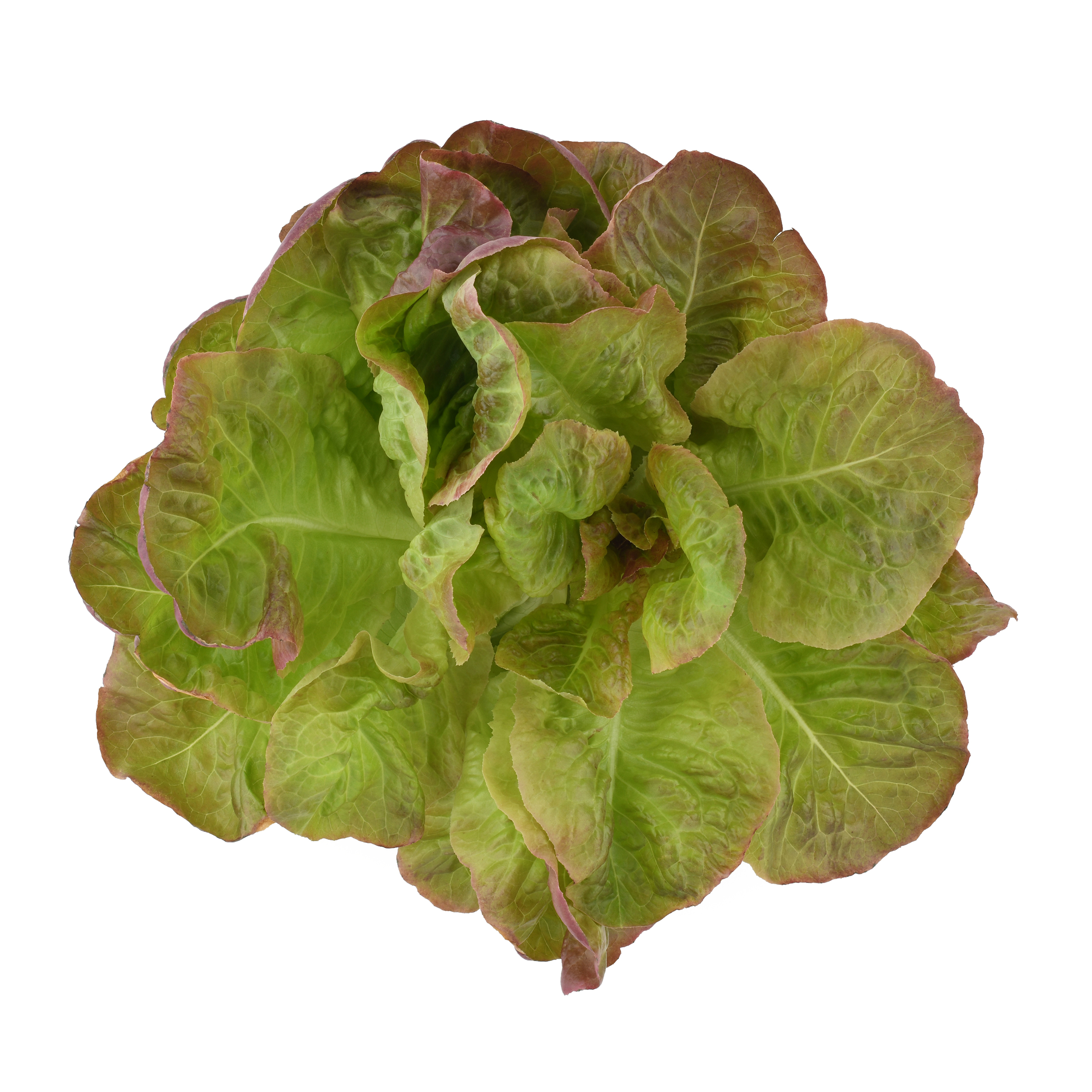 Organic Red Butterhead Lettuce