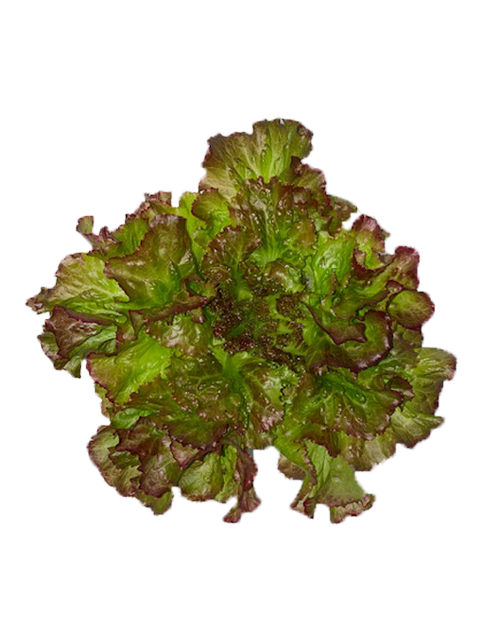 Red Leaf Lettuce