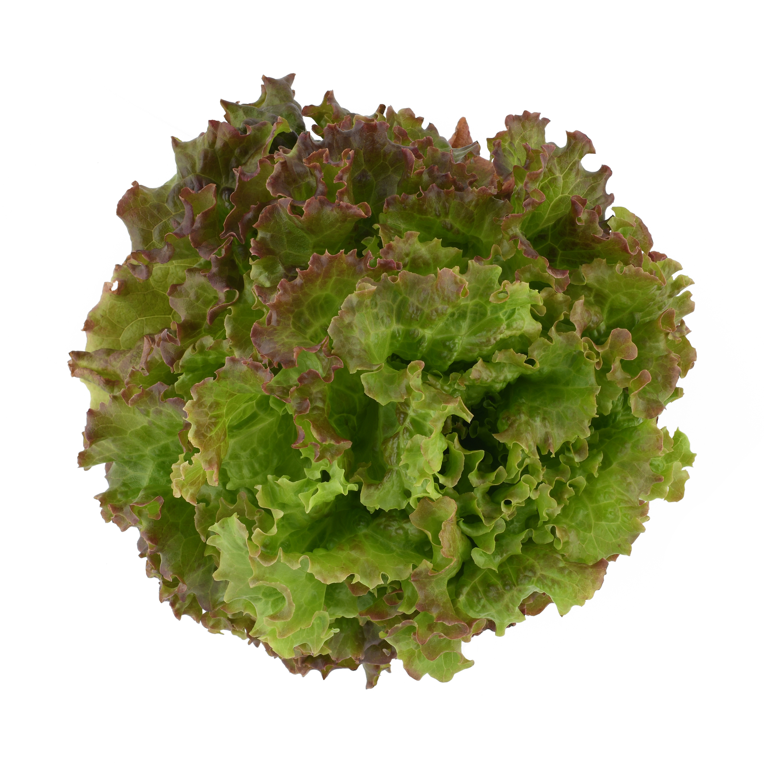 Red Leaf Lettuce