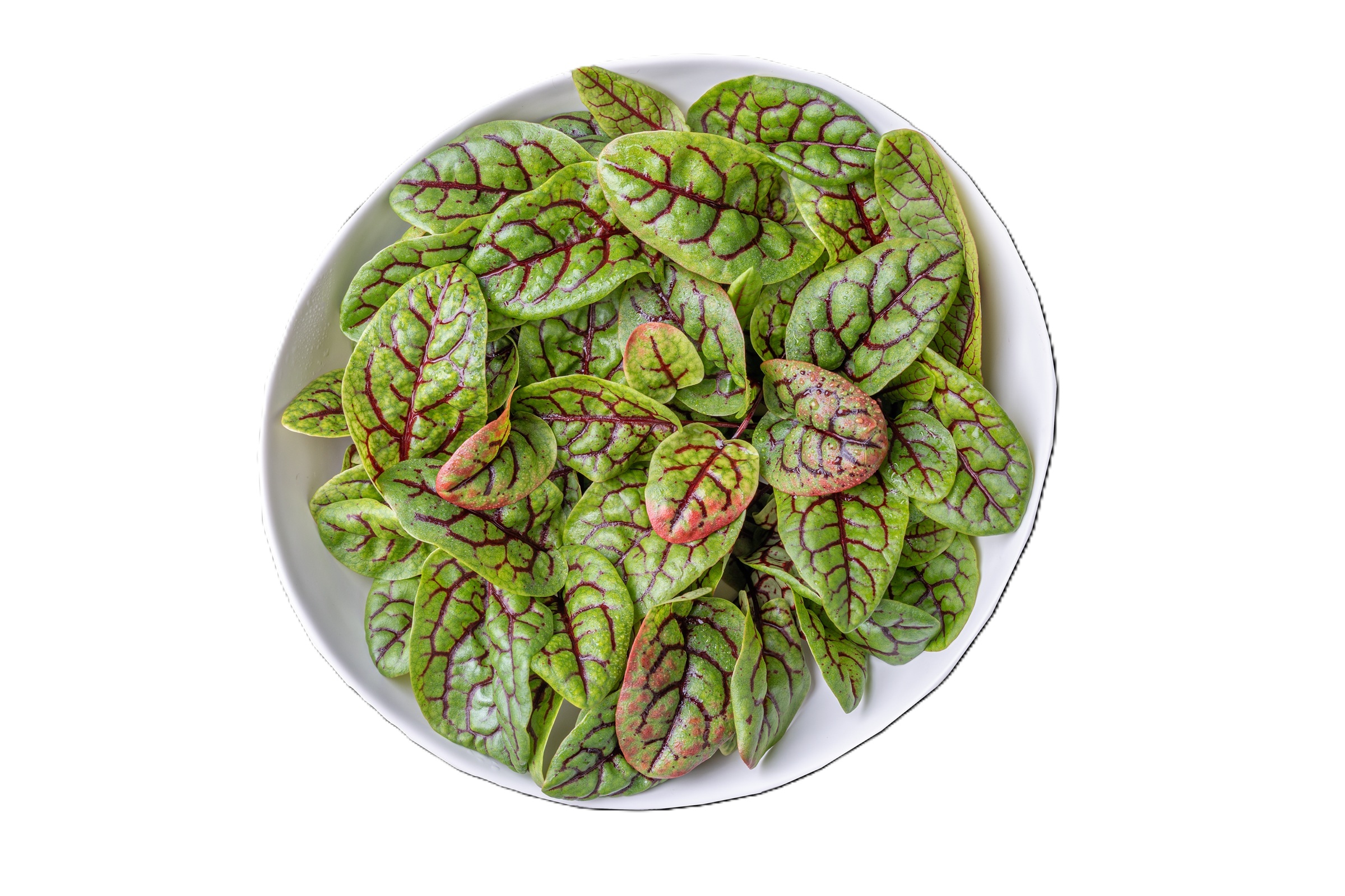 Red Veined Sorrel