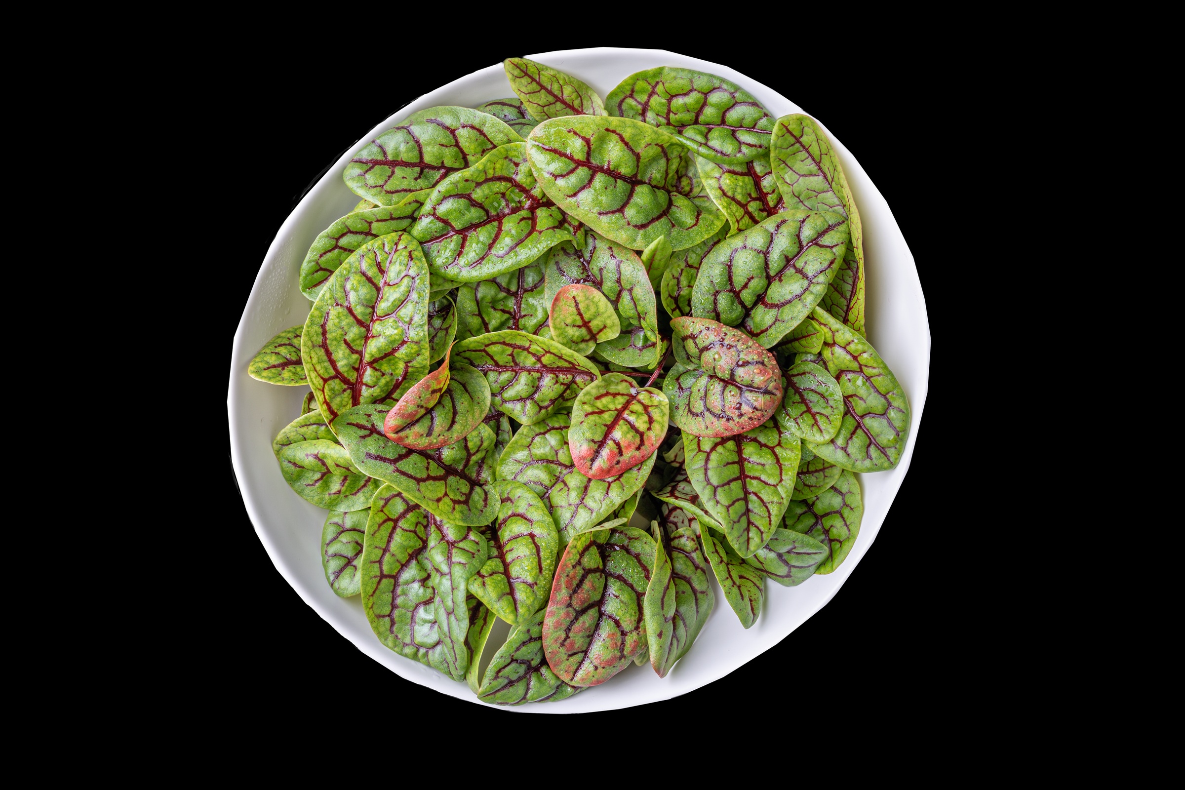 Red Veined Sorrel