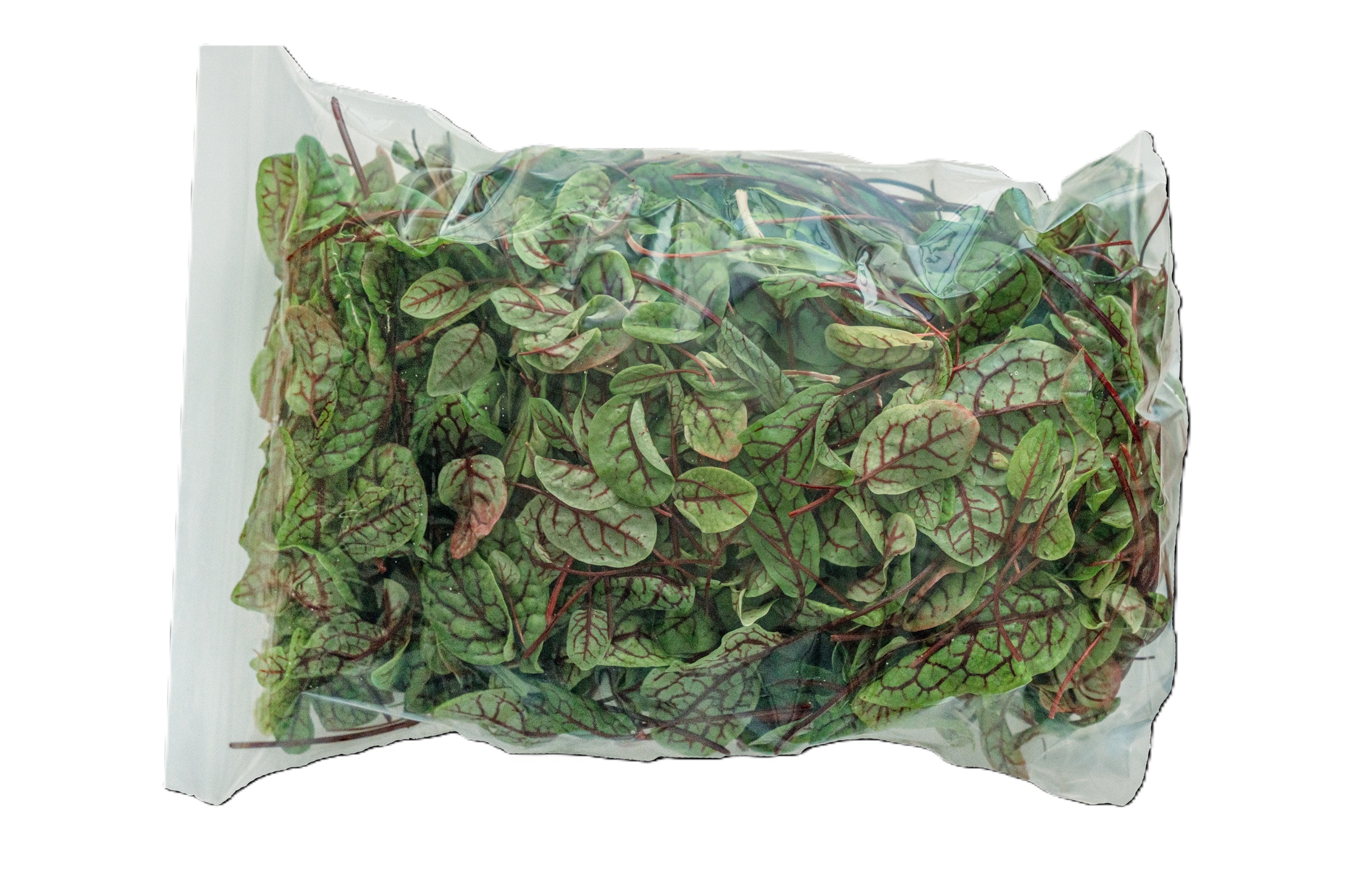 Red Veined Sorrel photo 2